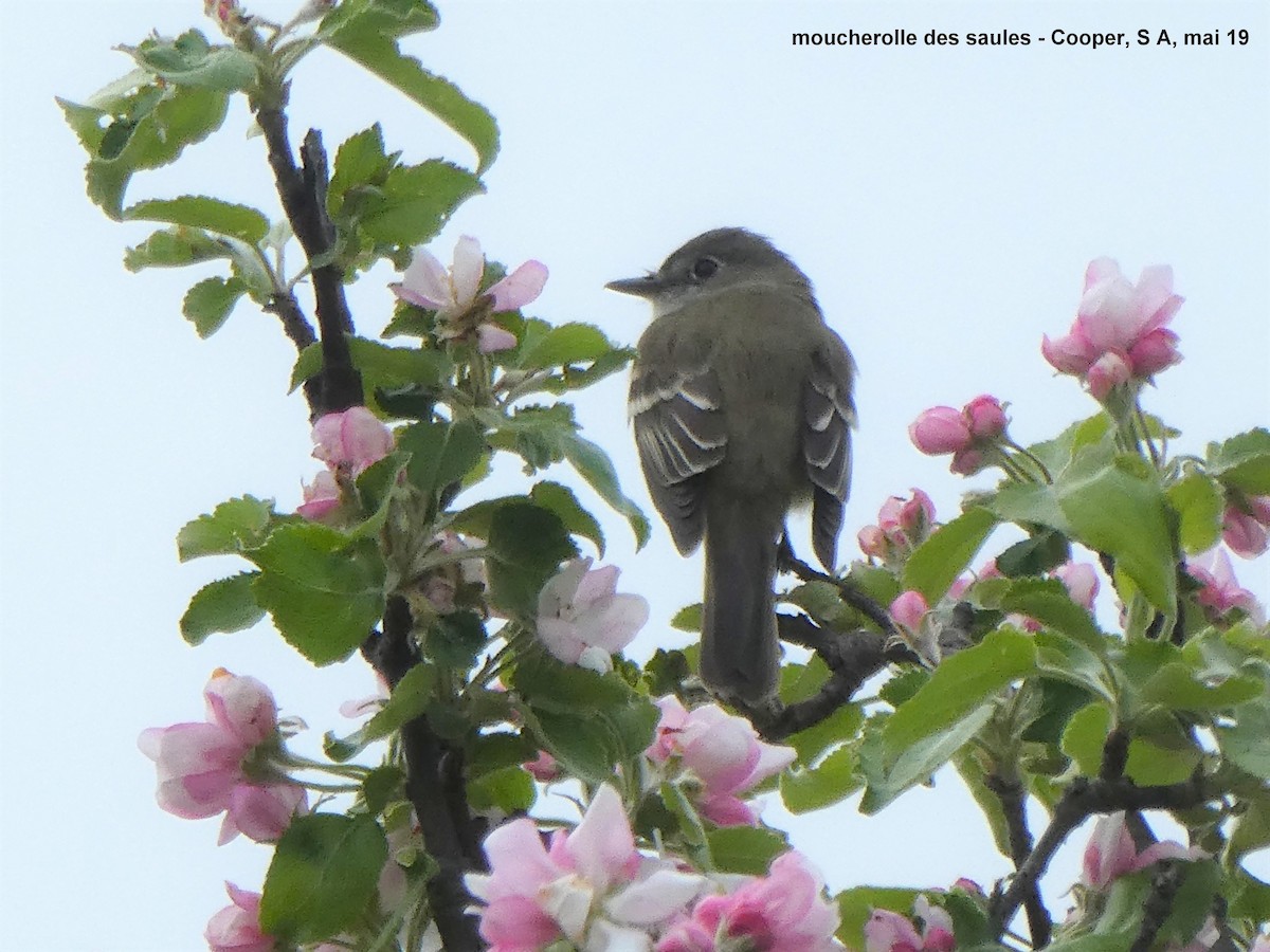 Willow Flycatcher - Daniel Alain Dagenais