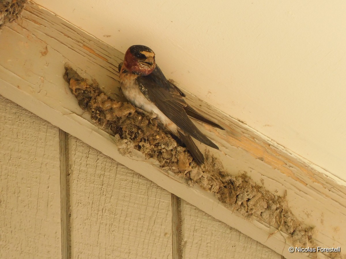 Cliff Swallow - ML164854671