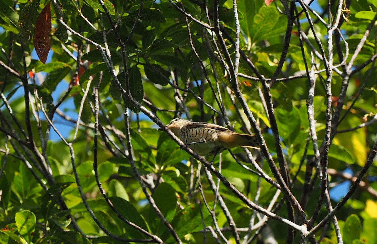 Common Cicadabird (Palau) - ML164857451