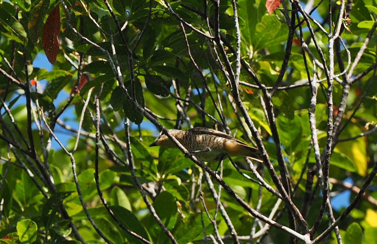 Common Cicadabird (Palau) - ML164857461