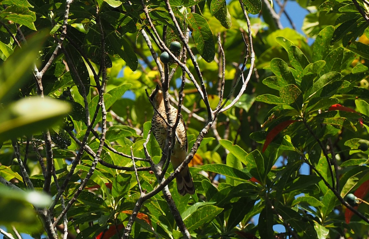 Common Cicadabird (Palau) - ML164857471