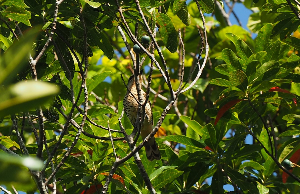 Common Cicadabird (Palau) - ML164857481