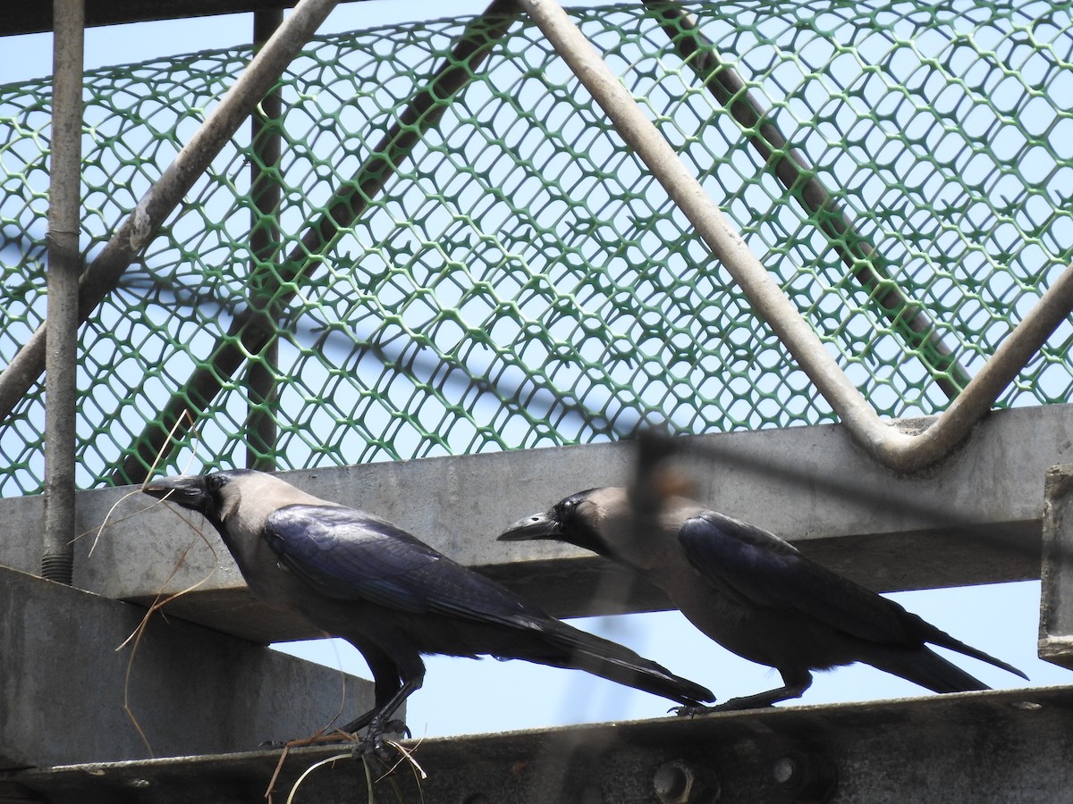 House Crow - ML164857511