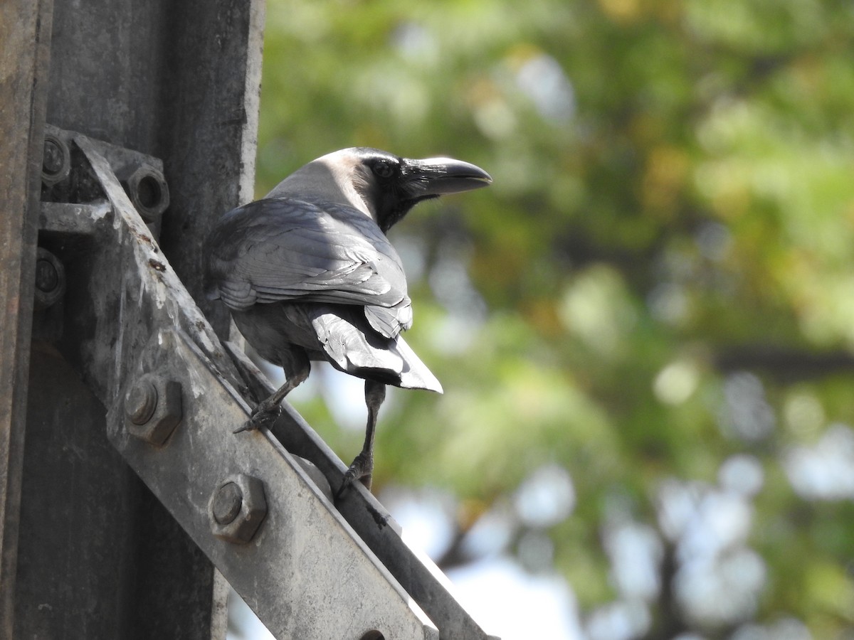 House Crow - ML164857841