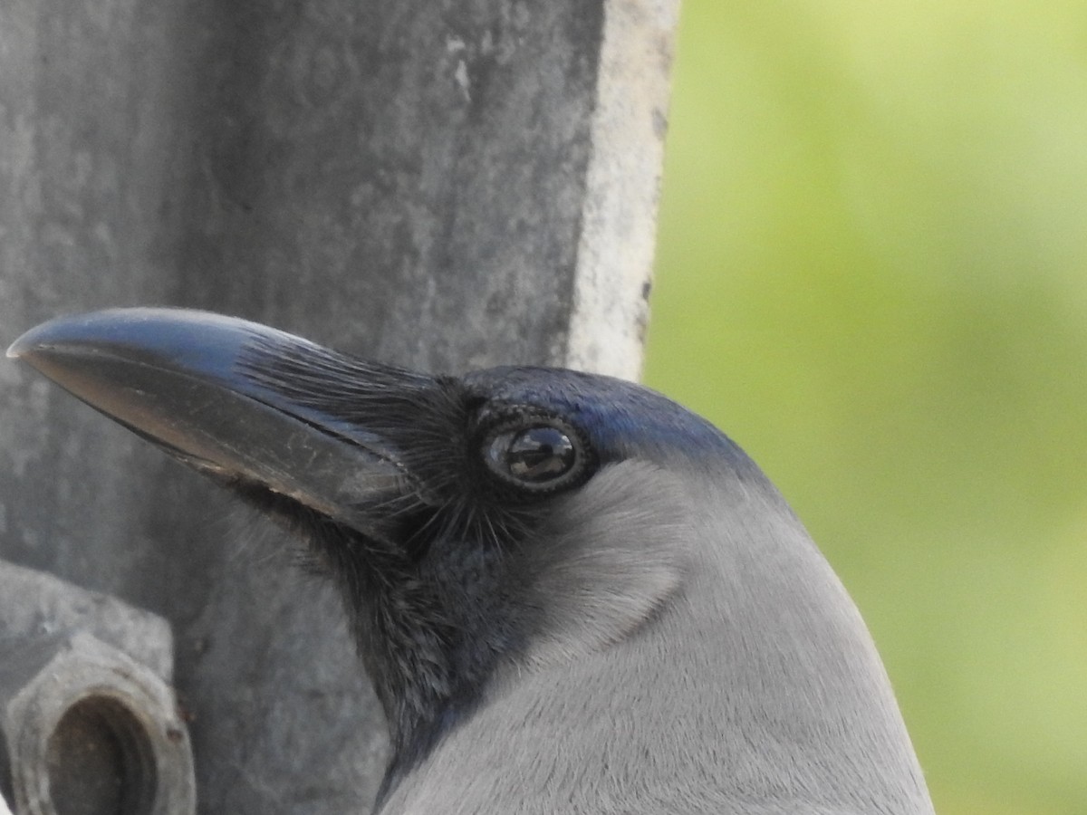 House Crow - ML164857861