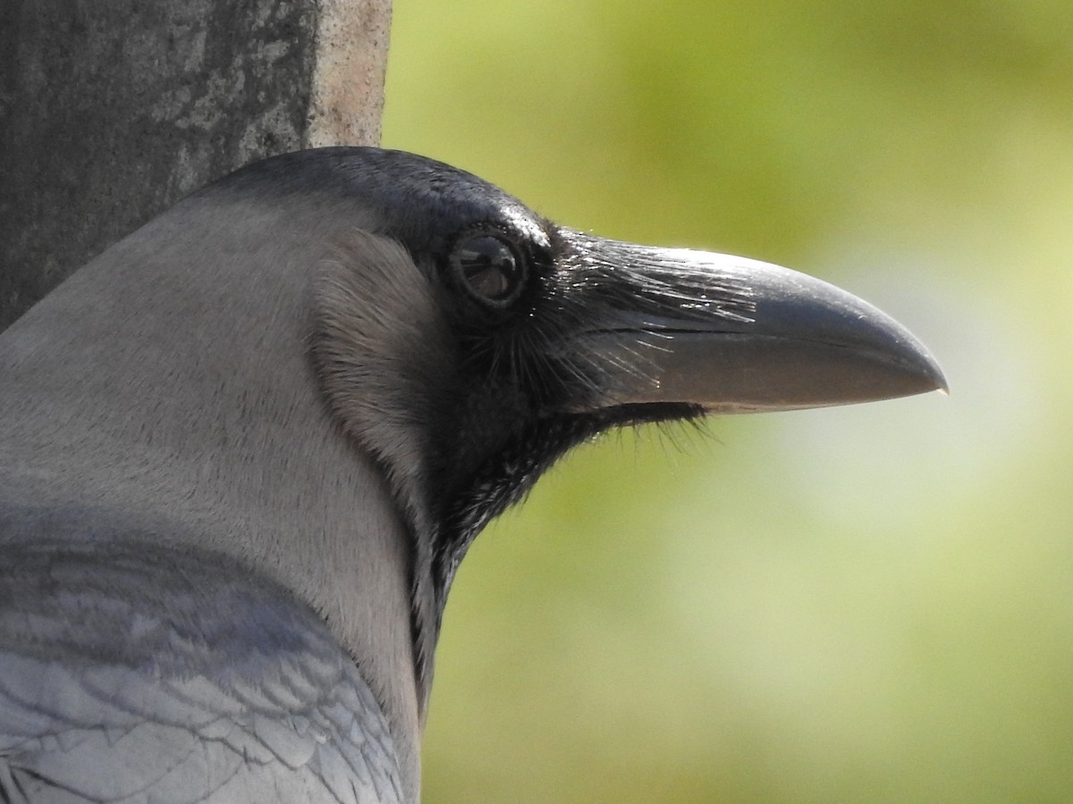 House Crow - ML164857871