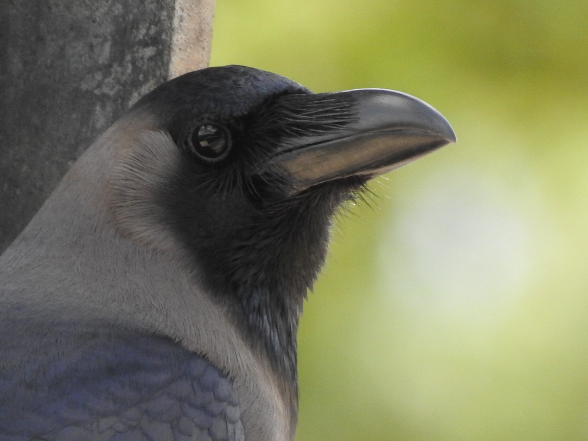 House Crow - ML164857881