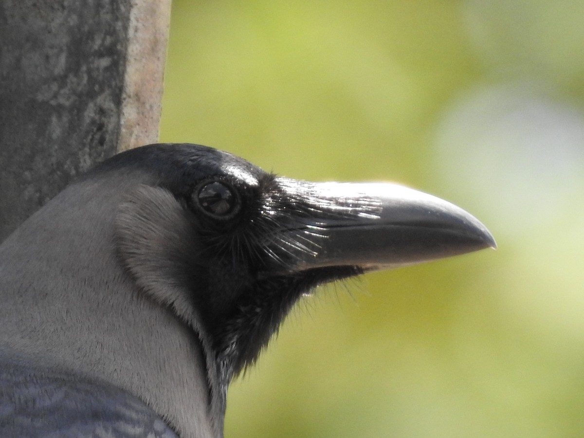 House Crow - ML164857891