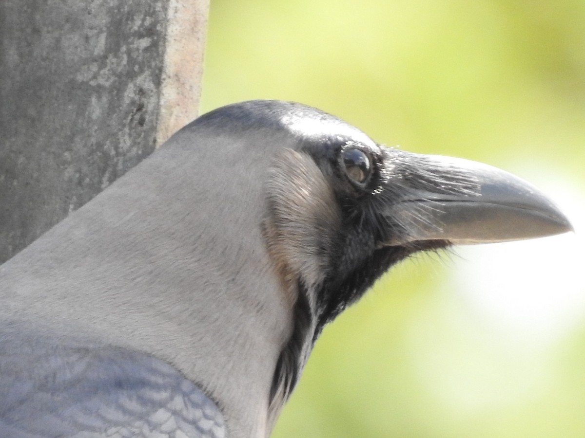 House Crow - ML164857901