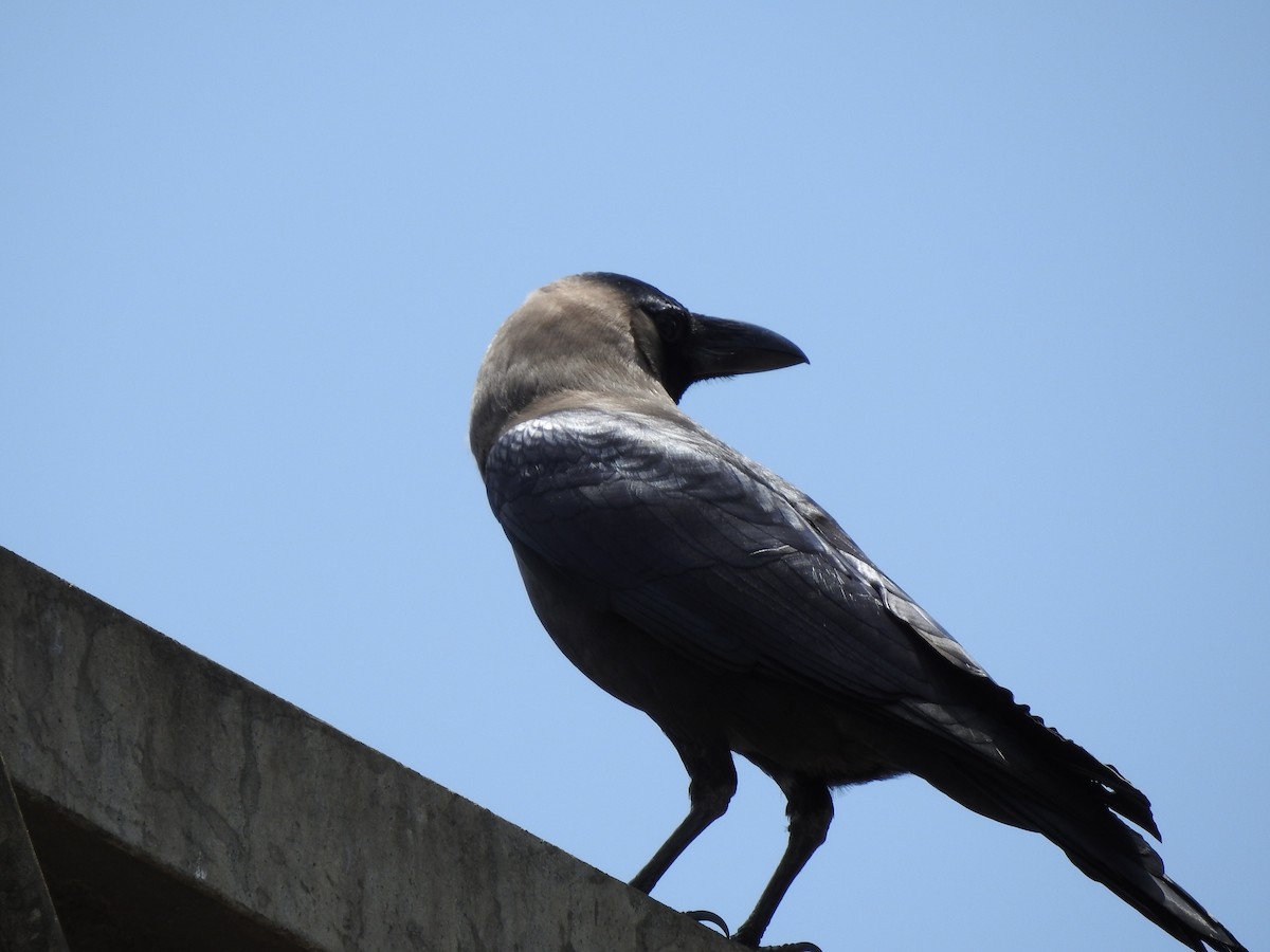 House Crow - ML164857911
