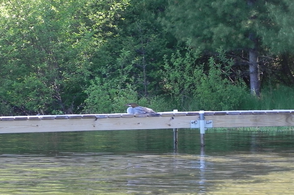 Common Merganser - Mary Murrell