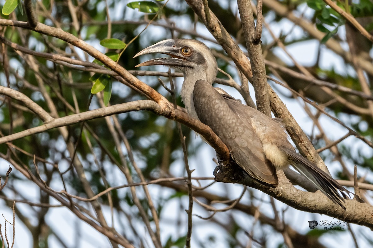 Indian Gray Hornbill - Balaji P B