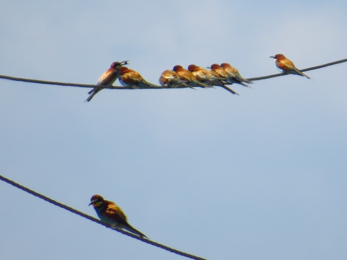 European Bee-eater - ML164864551