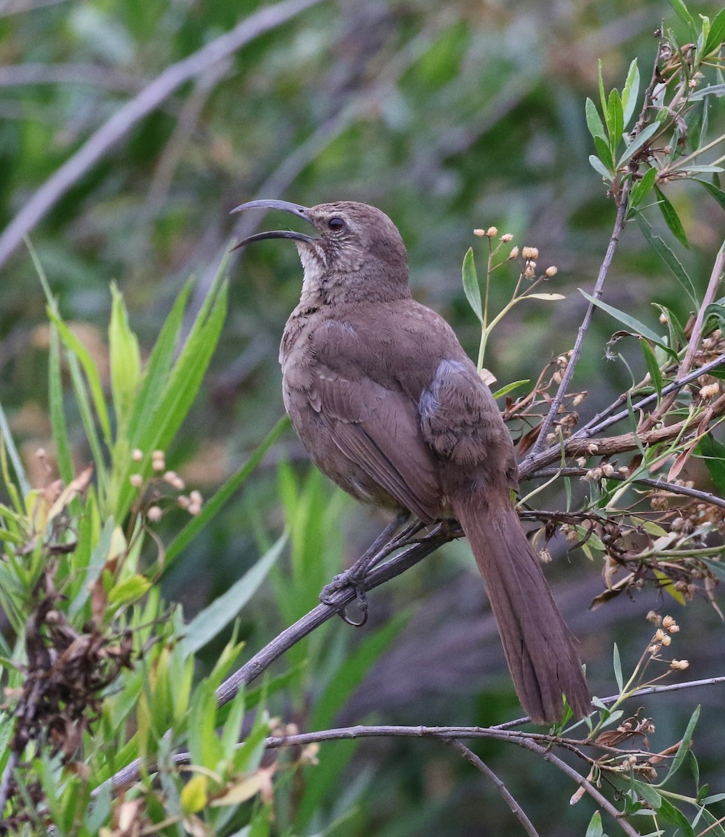 California Thrasher - Tom Benson