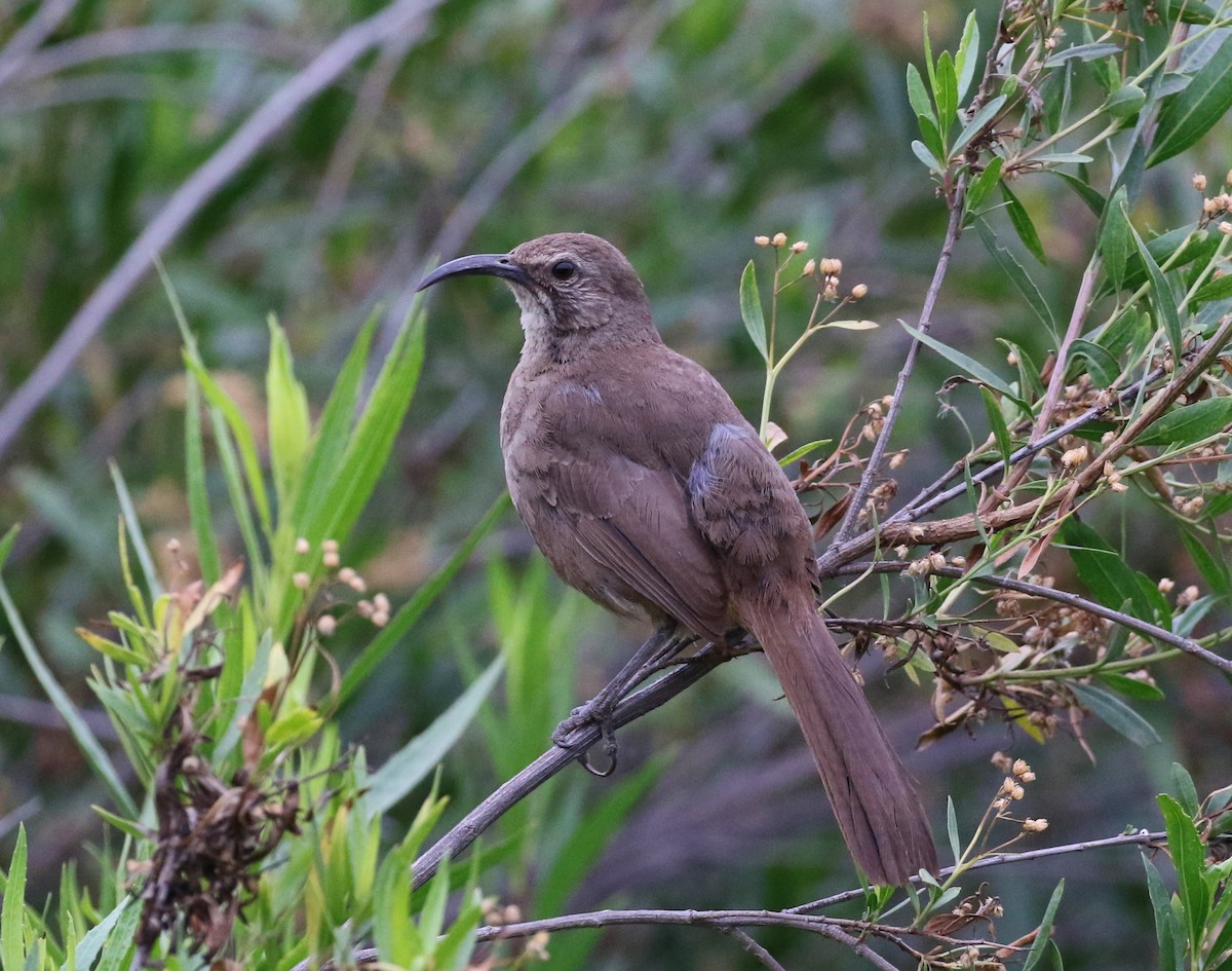 California Thrasher - Tom Benson