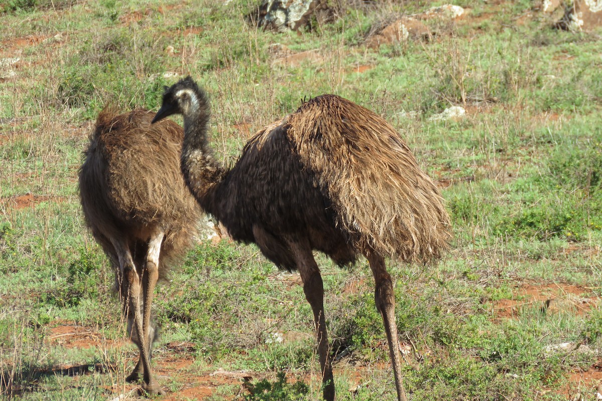 emu hnědý - ML164867441