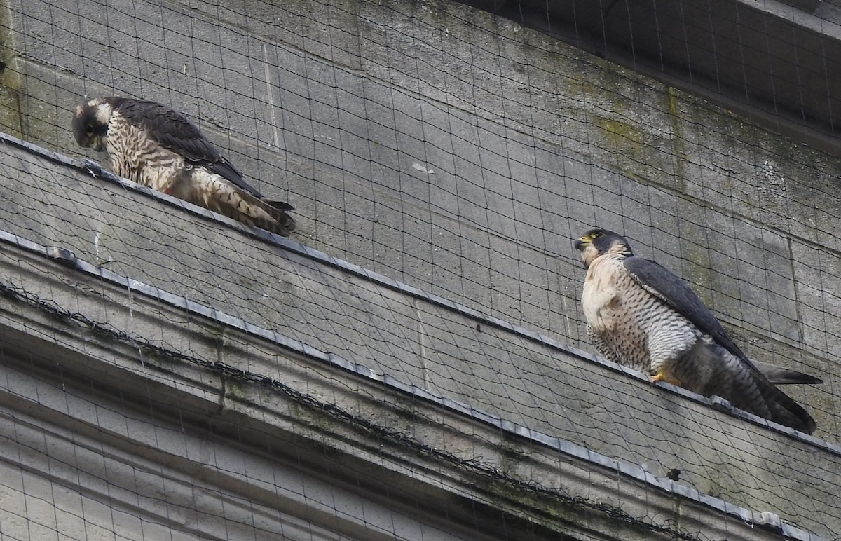 Peregrine Falcon - ML164869711
