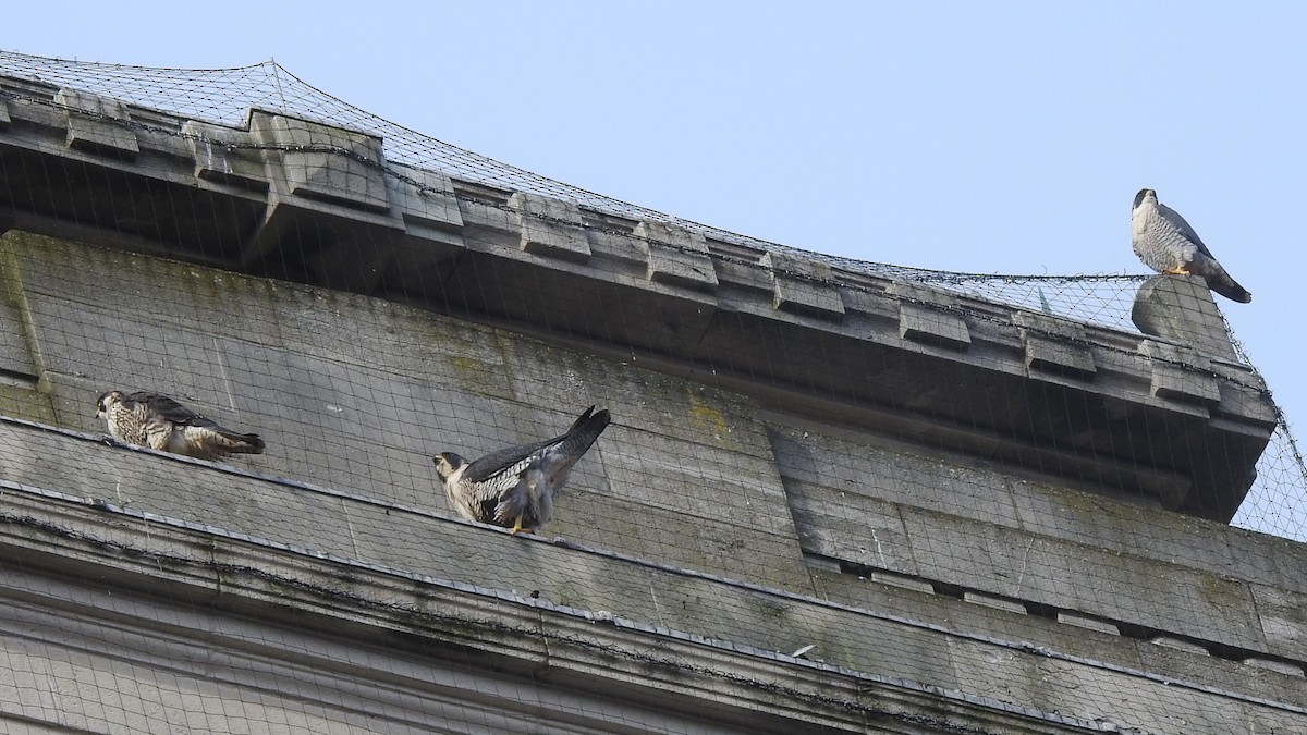 Peregrine Falcon - ML164869721
