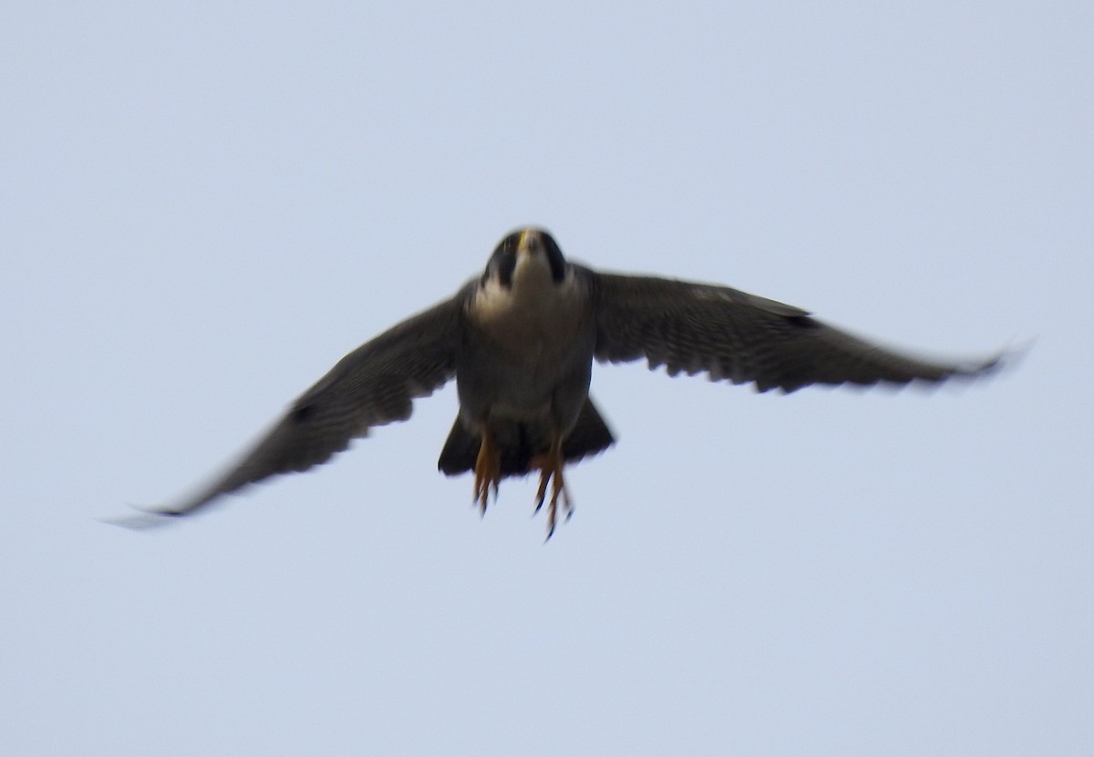 Peregrine Falcon - ML164869781