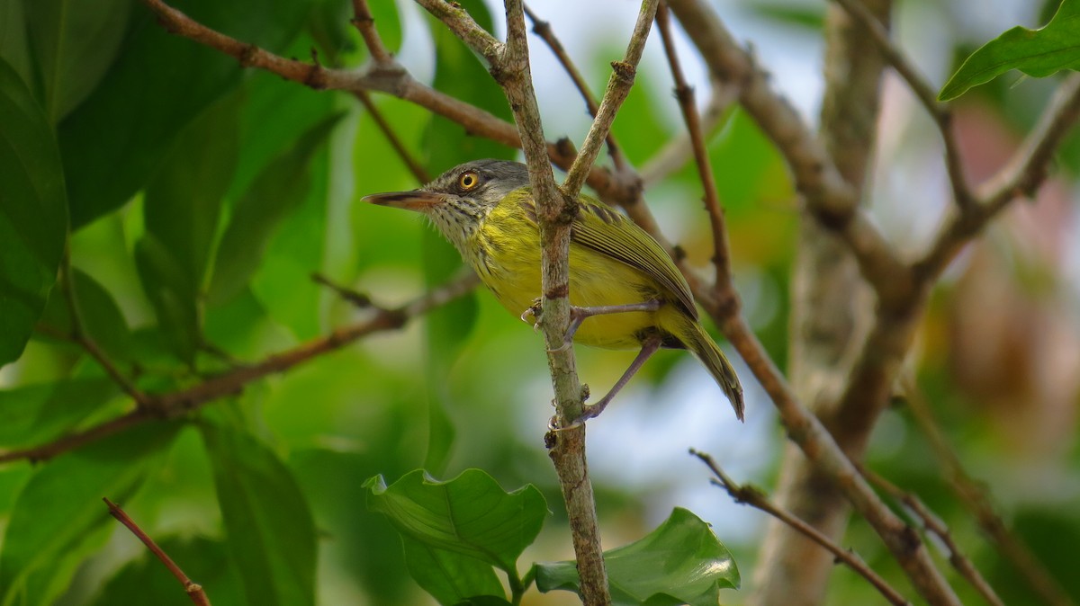 Spotted Tody-Flycatcher - Josué Collazos Cardona