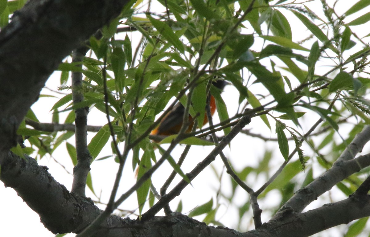 Baltimore Oriole - Brian Tychie