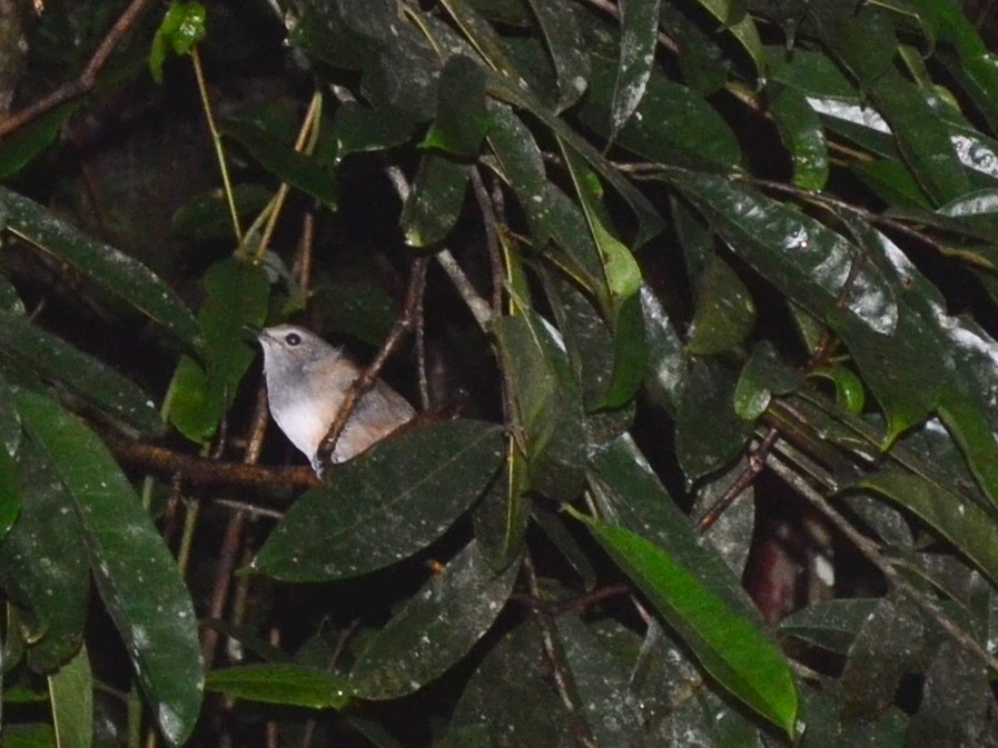 Madagascar Magpie-Robin - ML164873801