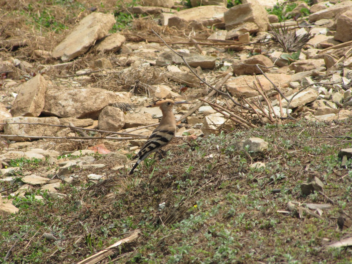 Eurasian Hoopoe - ML164874991