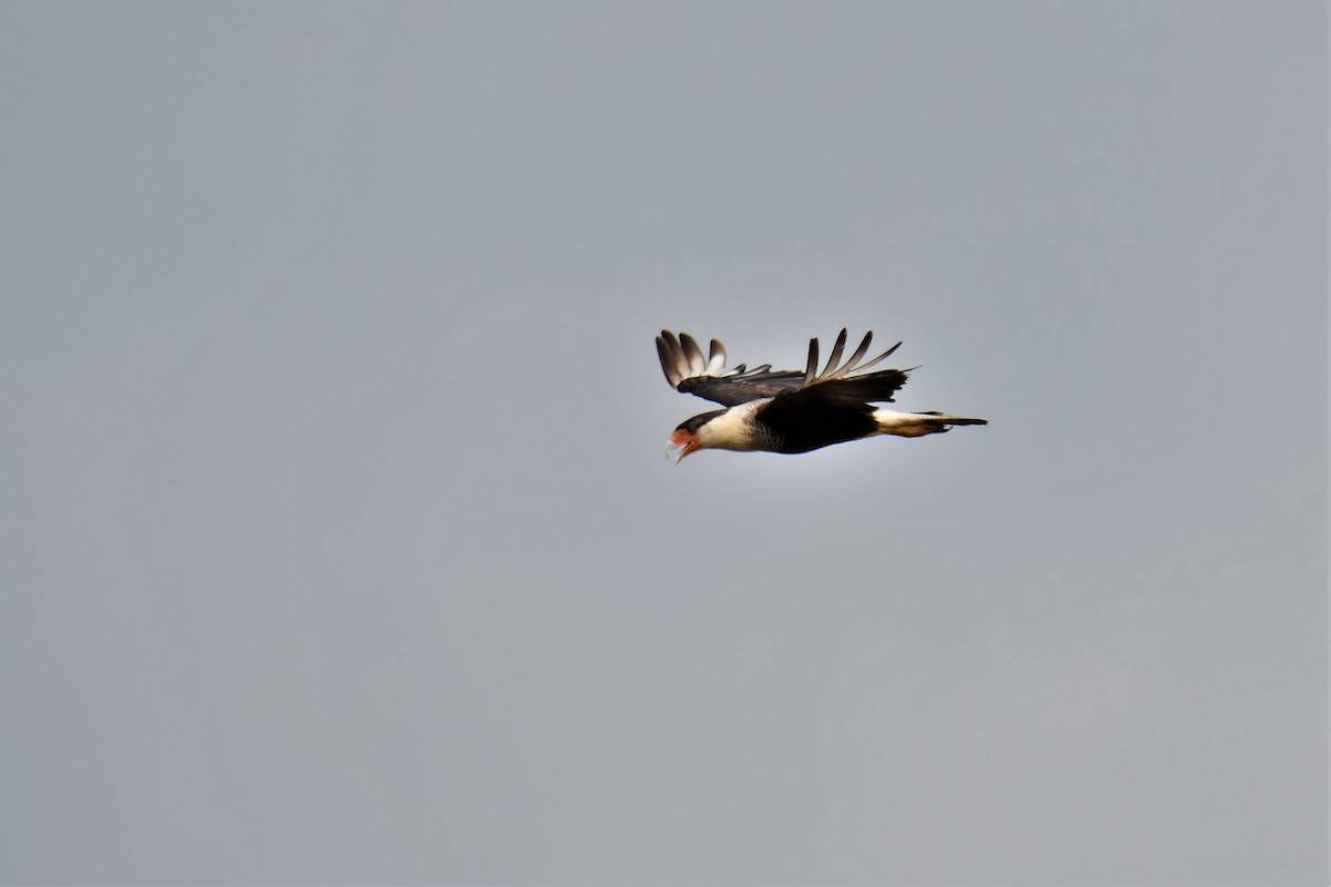 Caracara huppé (cheriway) - ML164876301