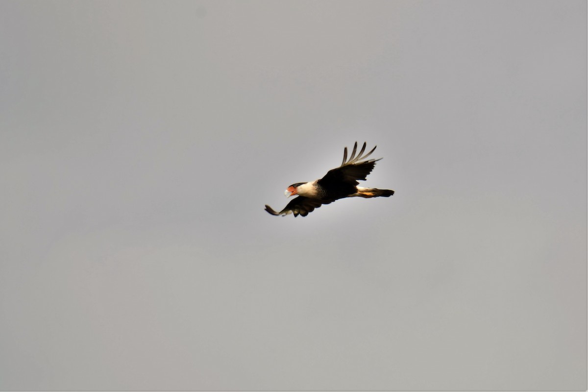 Crested Caracara (Northern) - ML164876331