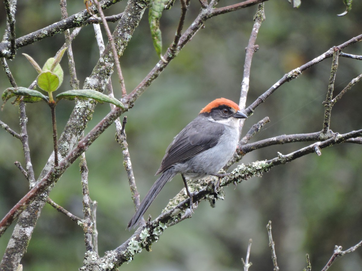Antioquia Brushfinch - Edwin Munera