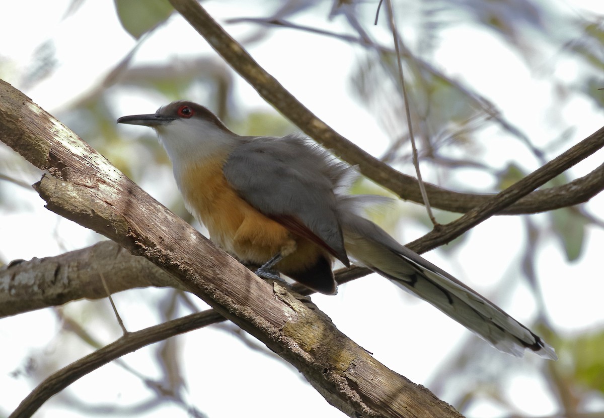 Jamaican Lizard-Cuckoo - ML164883631