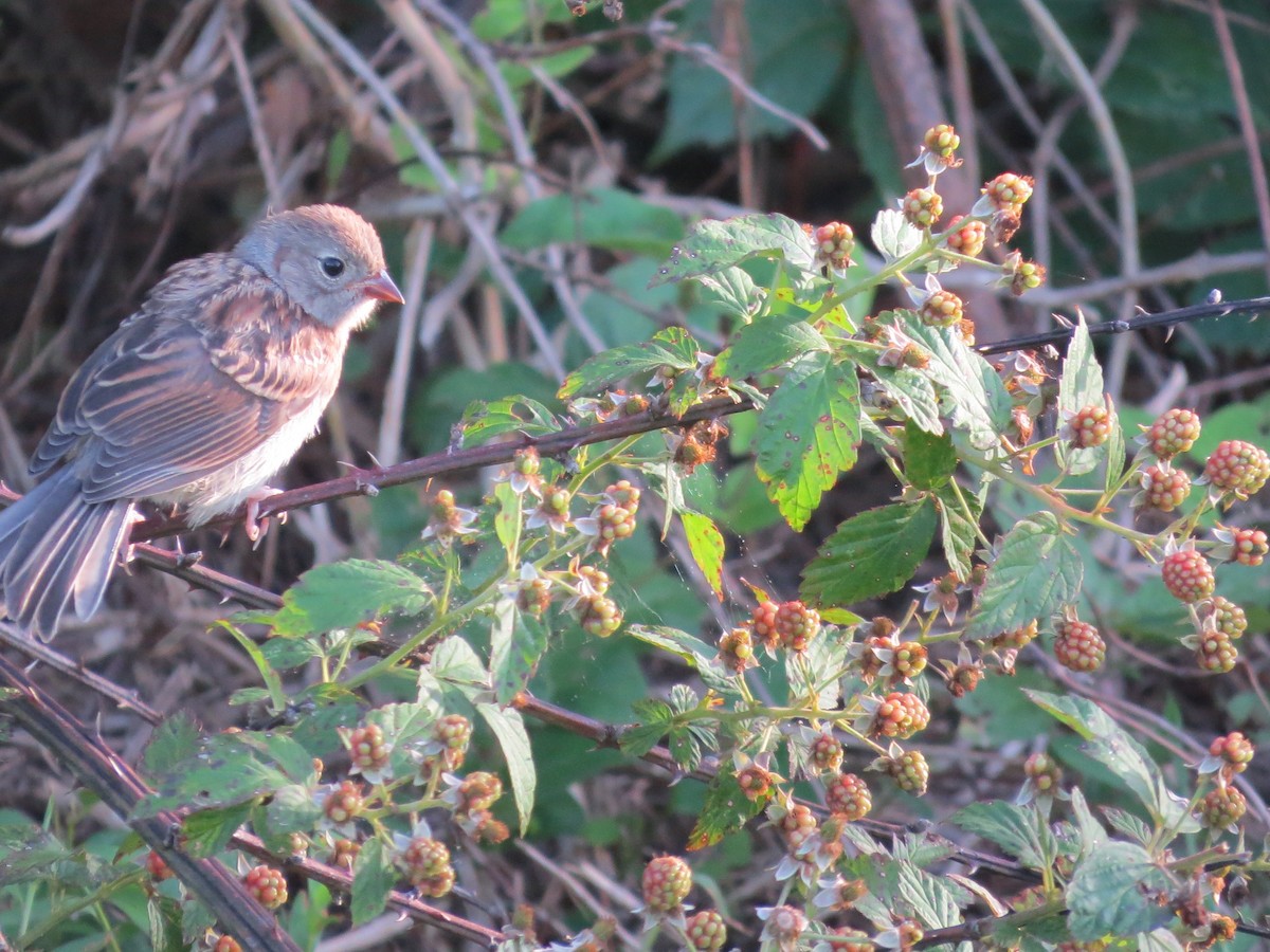 Field Sparrow - ML164884121
