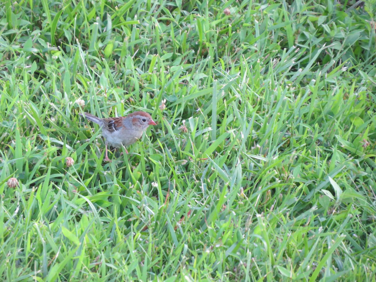 Field Sparrow - ML164884131