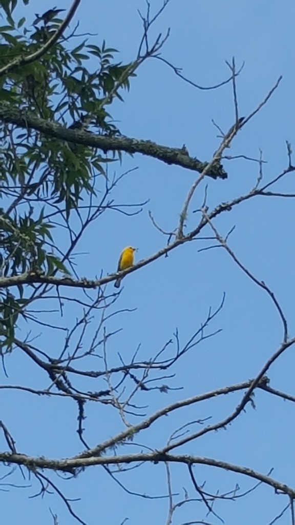 Prothonotary Warbler - ML164884211