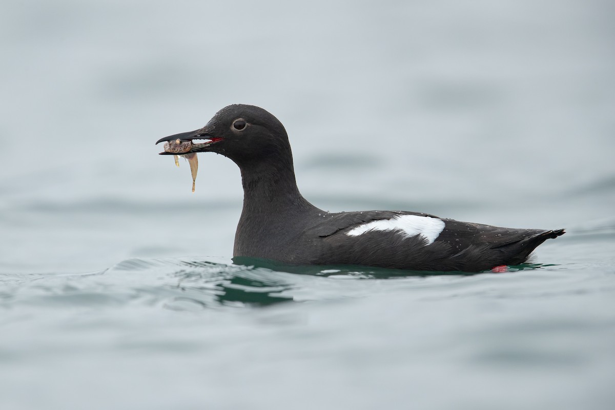 Pigeon Guillemot - ML164886281