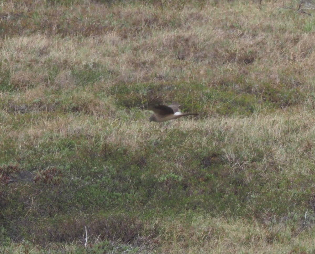 Northern Harrier - ML164886521