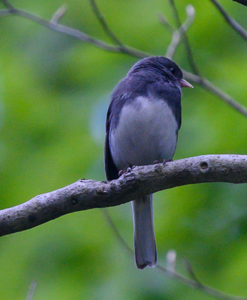 Dark-eyed Junco (Slate-colored) - Norman Soskel