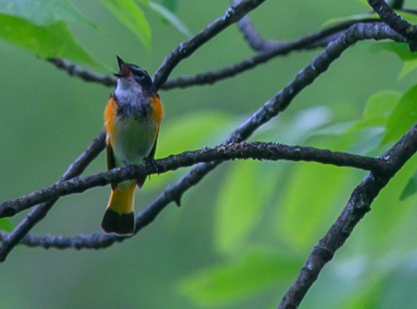 American Redstart - ML164887621