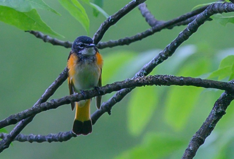 American Redstart - Norman Soskel