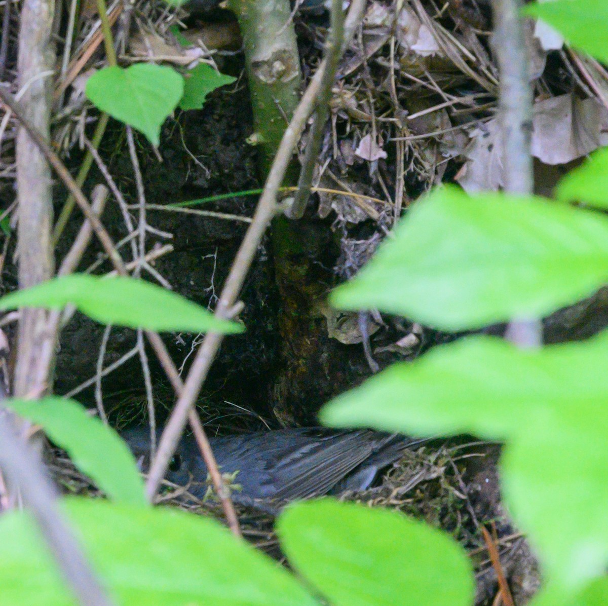 Dark-eyed Junco (Slate-colored) - ML164887821