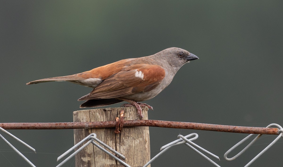 Swainson's Sparrow - Forest Botial-Jarvis