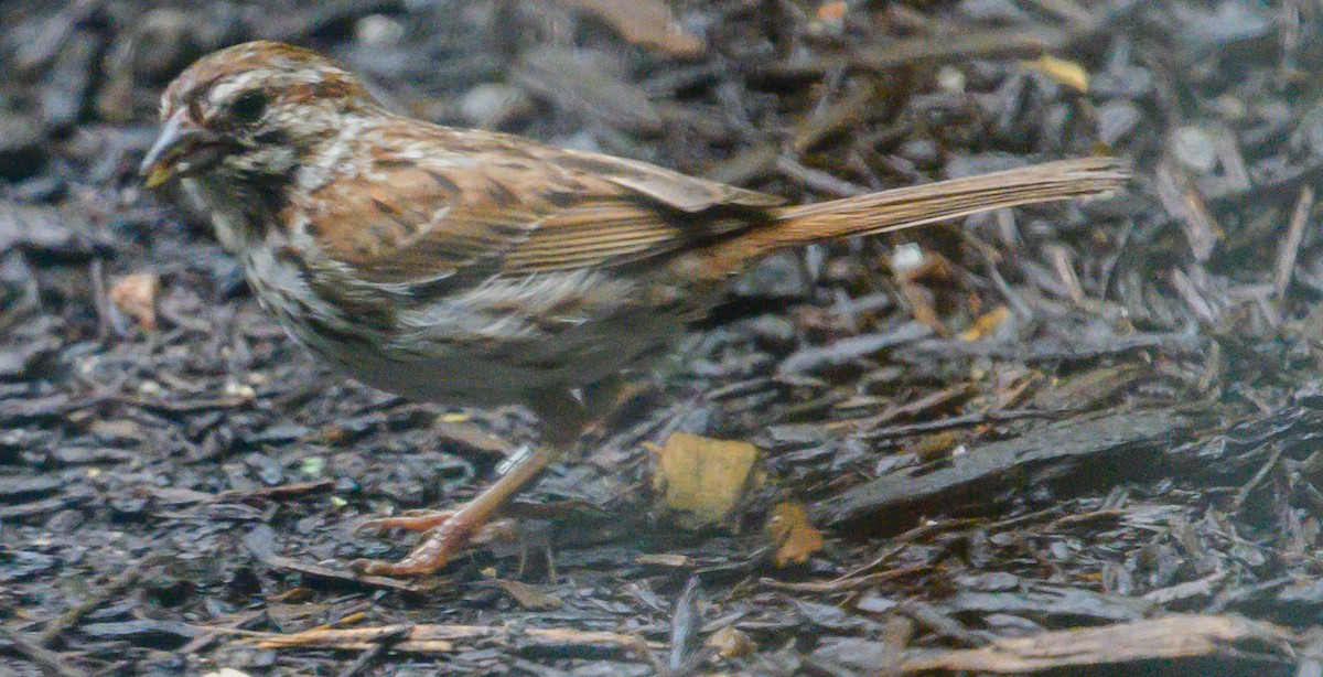 Song Sparrow - ML164889801