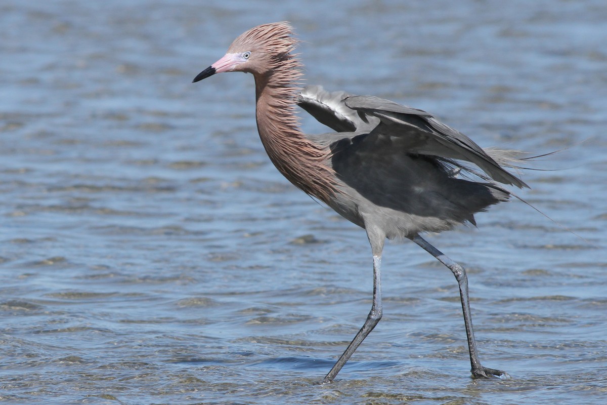 Reddish Egret - ML164890261