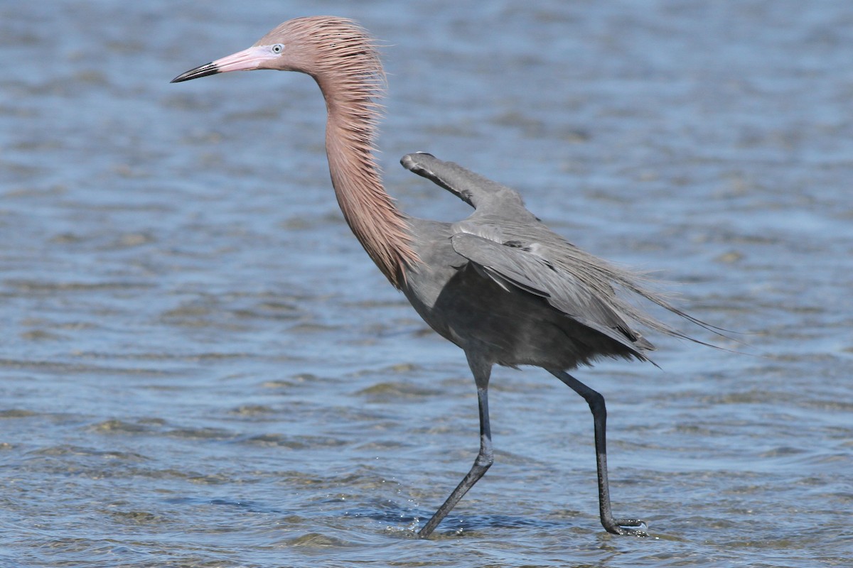 Reddish Egret - ML164890271