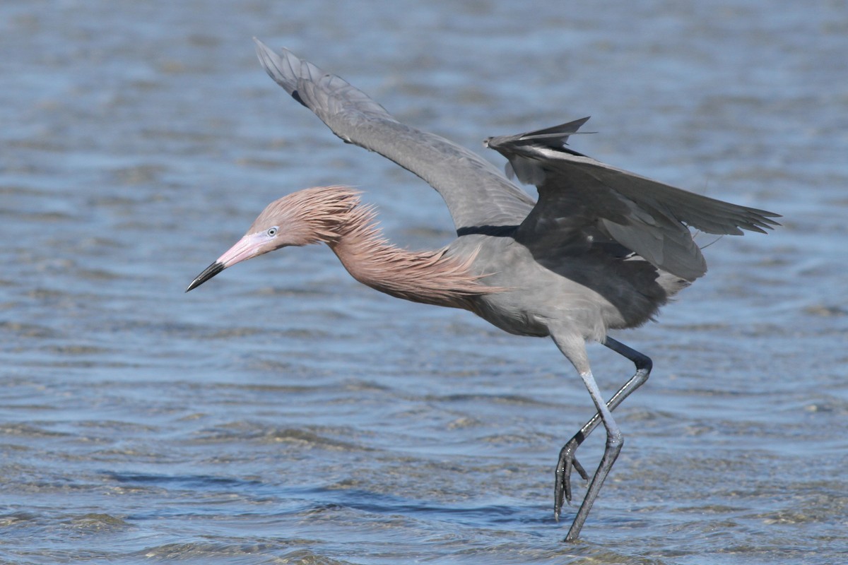 Reddish Egret - ML164890281