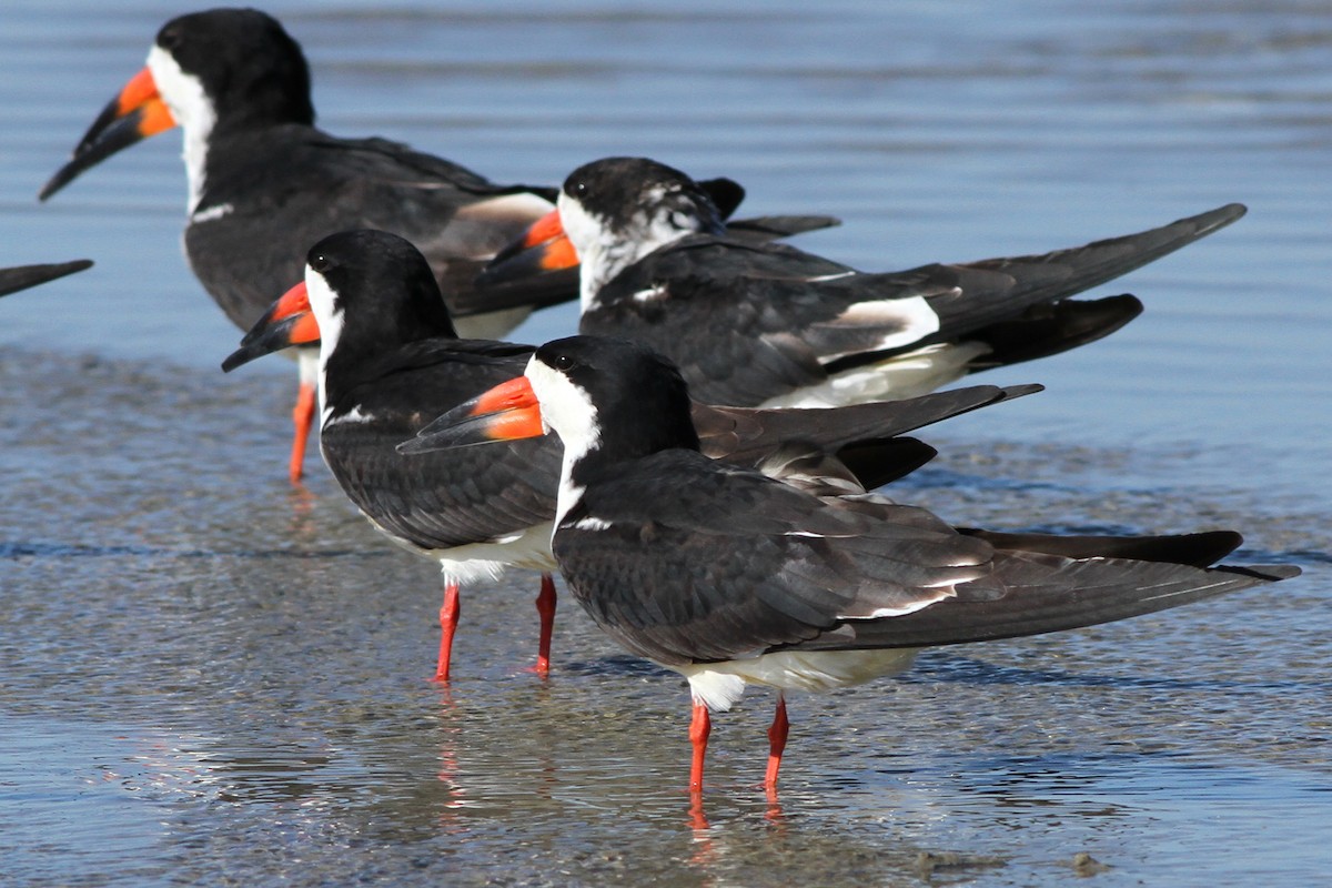 Black Skimmer - ML164890381