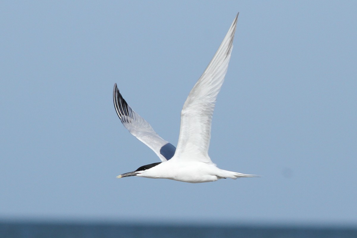 Sandwich Tern - ML164890451