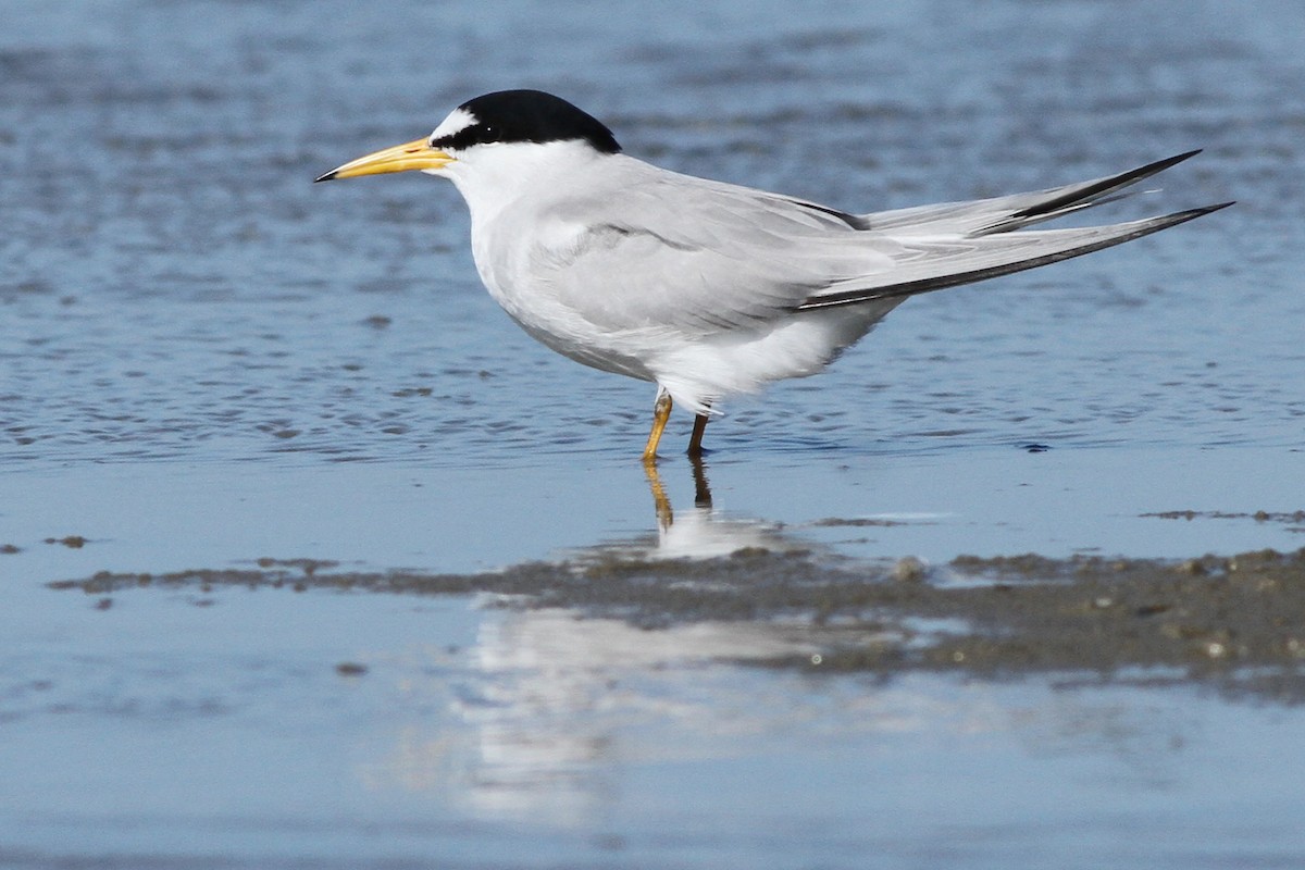 Least Tern - ML164890591