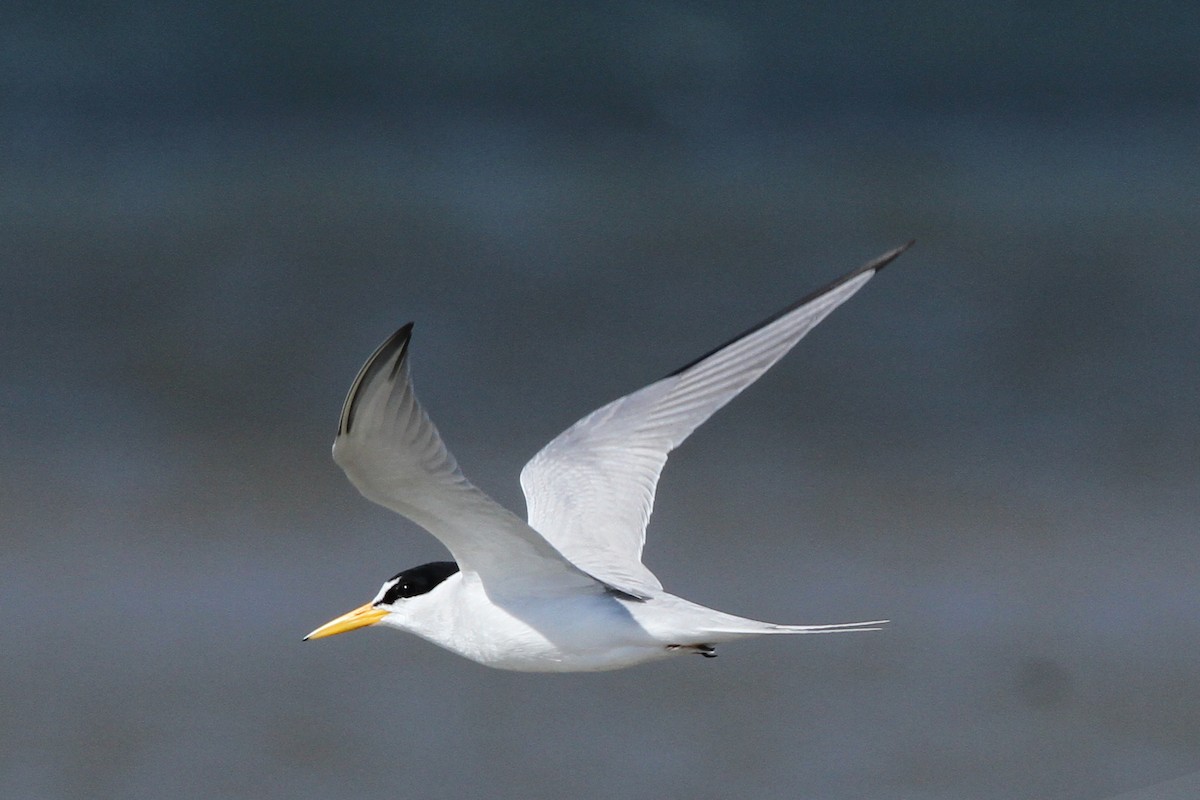 Least Tern - ML164890601