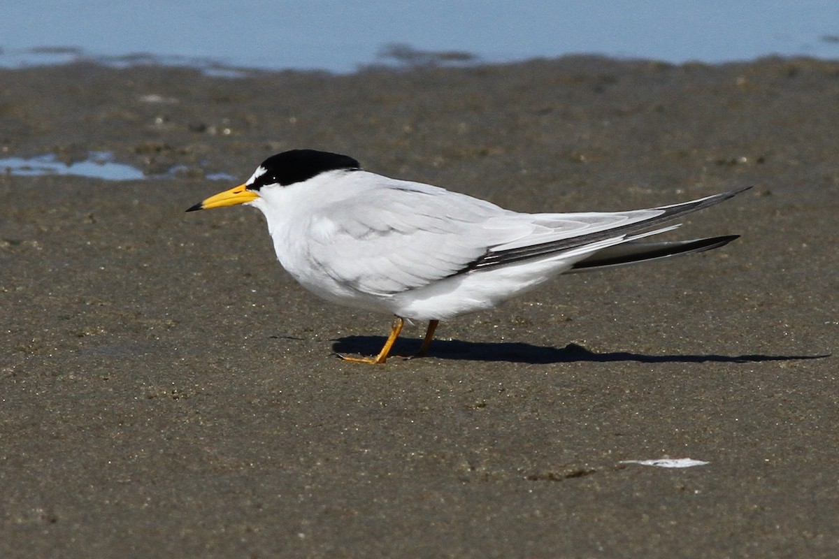 Least Tern - ML164890611